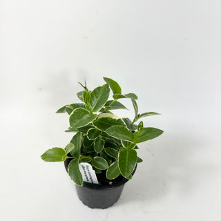 Hoya cumingiana albo-marginata