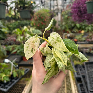 Scindapsus pictus ‘Mangurai’ variegated