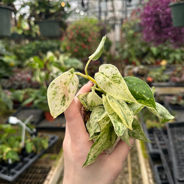 Scindapsus pictus 'Mangurai' variegated – Steve's Leaves