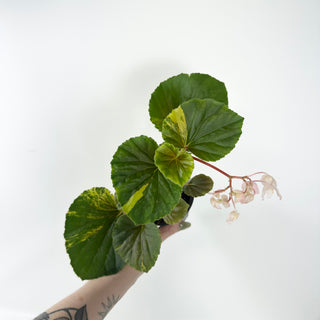 Begonia cucullata (variegated) [#2491]