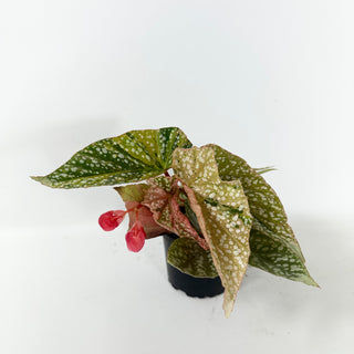 Begonia 'Snow Capped' (Variegated) [#2496]