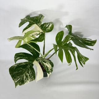 Monstera deliciosa var. borsigiana albo-variegata [#1308]