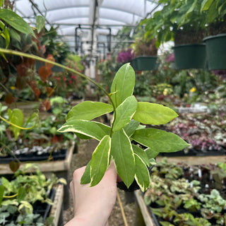 Hoya pimenteliana (outer variegated)