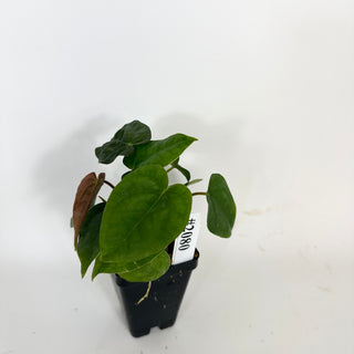 Anthurium ('Zara'/'Michelle')/luxurians x papillilaminum SL #1 [#2080]