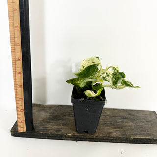 Z-5194 - Scindapsus pictus ‘Mangurai’ variegated