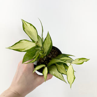 Hoya polyneura (inner variegated) [#1704]