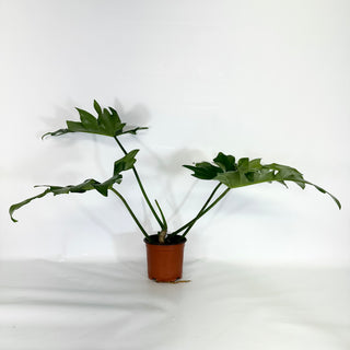 Philodendron ‘Steve’s Leaves Chainsaw’ [#1089]