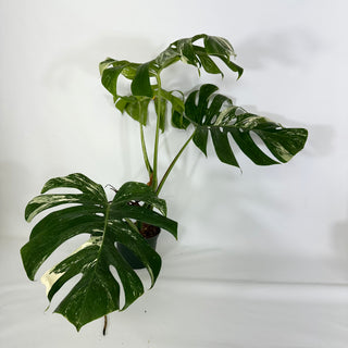 Monstera deliciosa var. borsigiana albo-variegata [#1350]