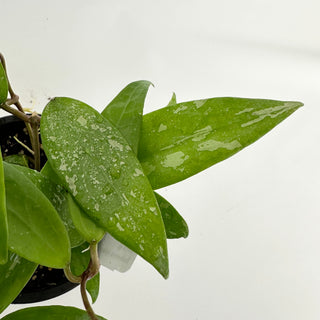 Hoya sp. Indonesia (splash)