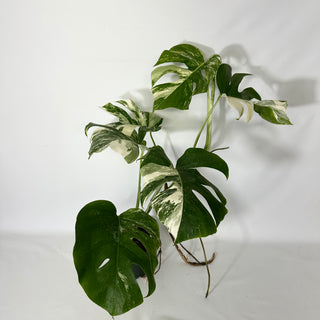 Monstera deliciosa var. borsigiana albo-variegata [#1534]