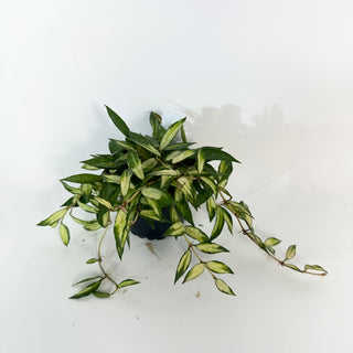 Hoya lacunosa variegata [#2179]