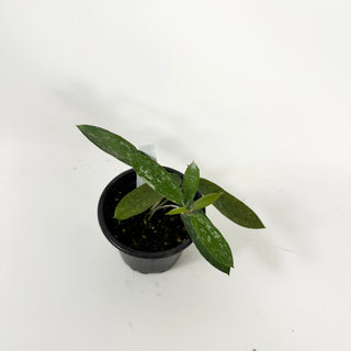 Hoya sungwookii [#1740]