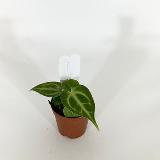 Anthurium 'Blue Velvet' x self - 2 Seedlings [#1615]