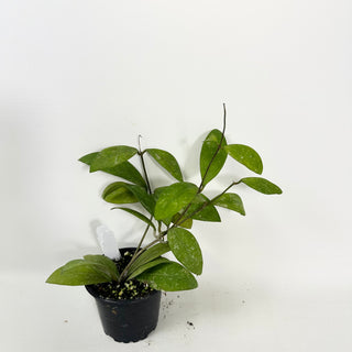 Hoya elmeri (splash) [#2115]