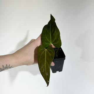 Anthurium forgetii/'Ace of Spades' x 'Wuhoo's First Night' [#1791]