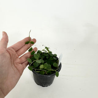 Hoya wenshanensis [#2362]