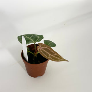 Z-4752 - Anthurium 'Tezula Dreamweaver'/dorayaki x 'Arnold Schwarzenegger' - Seedling