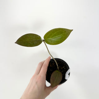 Hoya 'Honey Bun' [#1782]