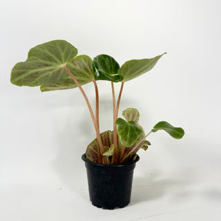 Begonia chingipengii [#1988]