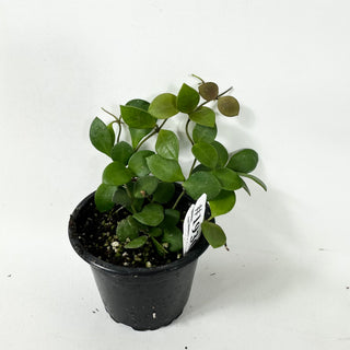 Hoya carmelae [#1930]