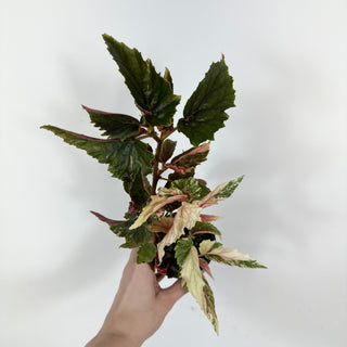 Begonia 'Ginny Galaxy' [#2112]