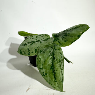 Z-5043 - Scindapsus sp. Lahat