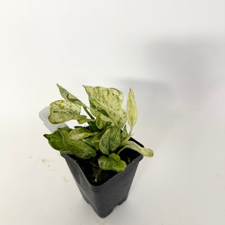 Z-5157 - Scindapsus pictus ‘Mangurai’ variegated