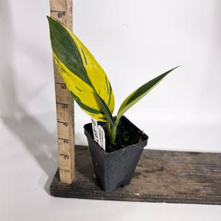 Z-4979 - Scindapsus coriaceus variegated