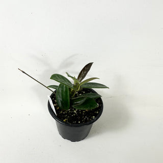 Hoya vangviengiensis