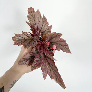 Begonia 'Lamoon' [#2313]