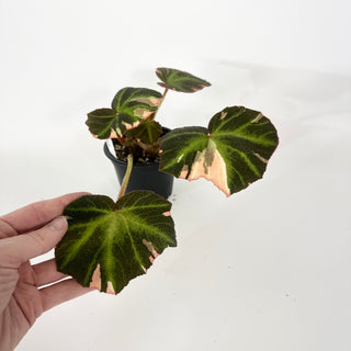 Begonia soli-mutata (variegated) [#2266]