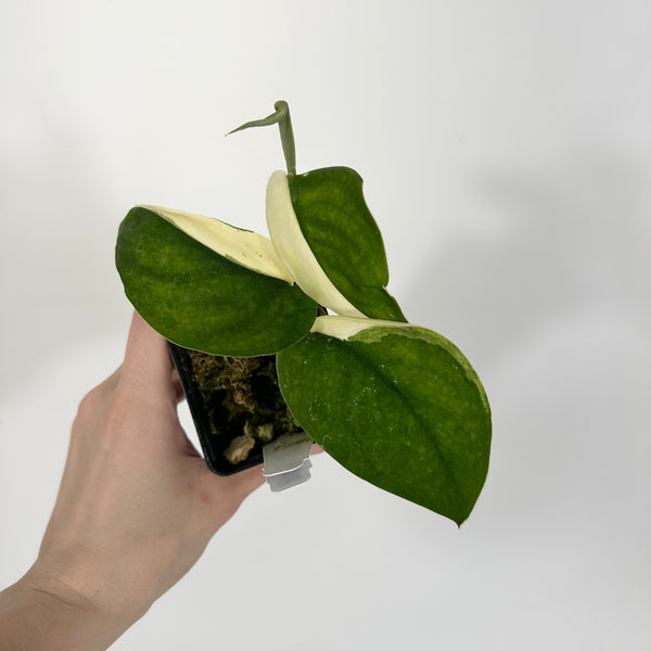 A3D8597E-FA35-4F97-8C5C-