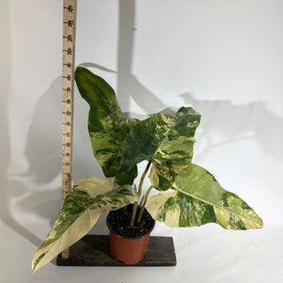 Philodendron domesticum variegata (Non-TC) [#1925]