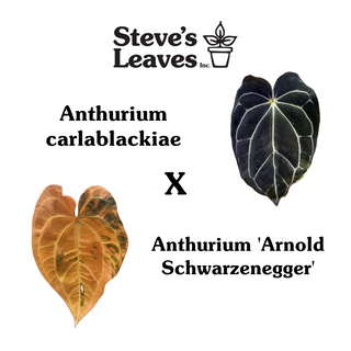 Anthurium carlablackiae x 'Arnold Schwarzenegger' - One Seed Per Pack