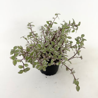 Callisia repens 'Pink Lady'