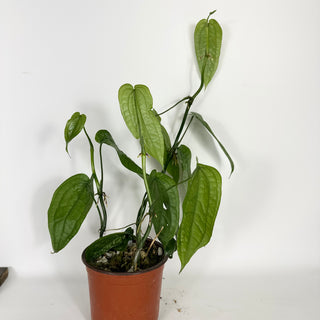 Z-5319 - Anthurium sp. 'Limon' - 5.5" Pot
