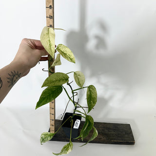 Z-4823 - Monstera adansonii ssp. laniata variegata **NEW**