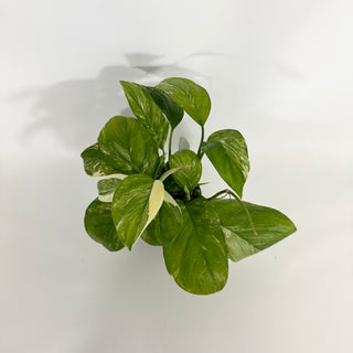 Z-4601 - Monstera lechleriana variegated