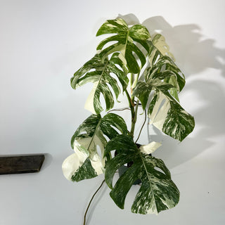 Z-5308 - Monstera deliciosa var. borsigiana albo-variegata