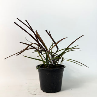 Hoya insularis [#1666]