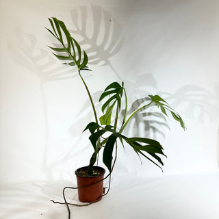 Monstera deliciosa var. sierrana [#1848]
