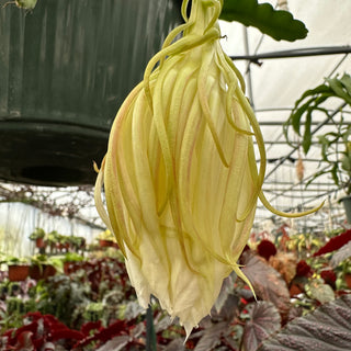 Epiphyllum oxypetalum (Night Blooming Cereus)