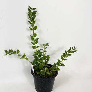 Hoya chinghungensis [#1724]