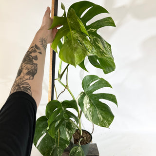 Monstera deliciosa var. borsigiana albo-variegata [#1967]