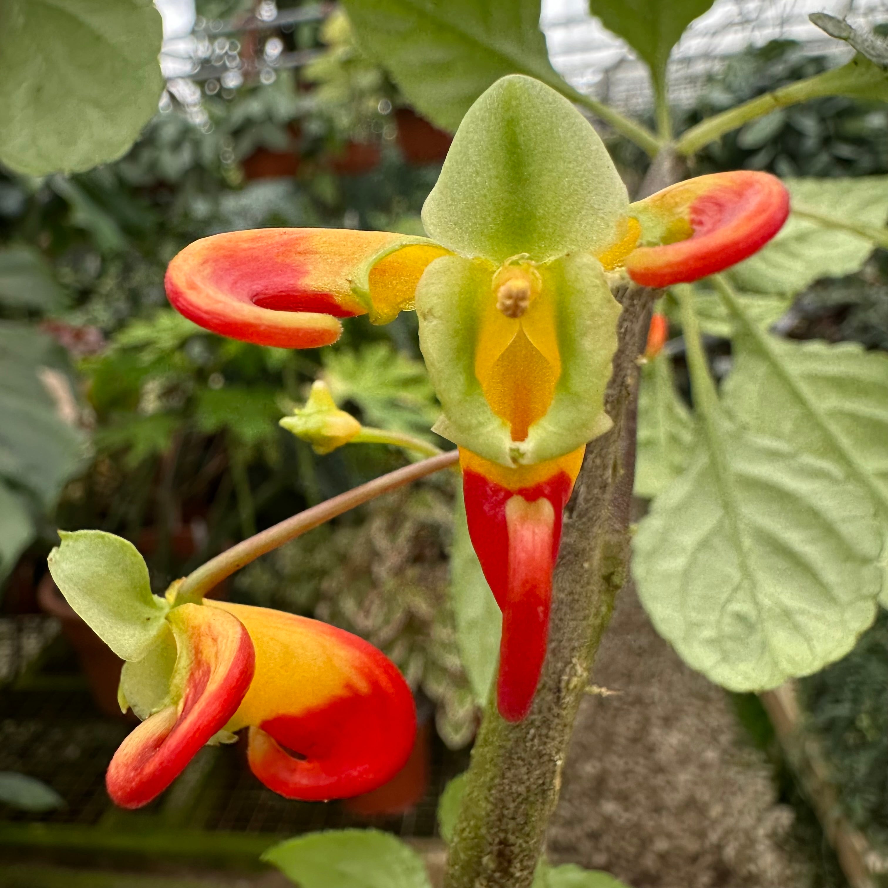impatiens philodendron Impatiens niamniamensis