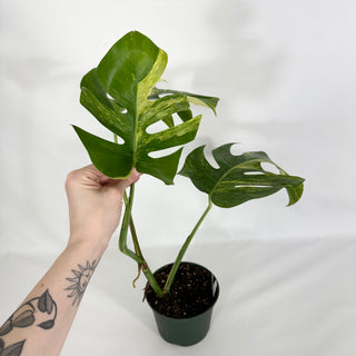 Z-4596 - Monstera deliciosa 'Marmorata'