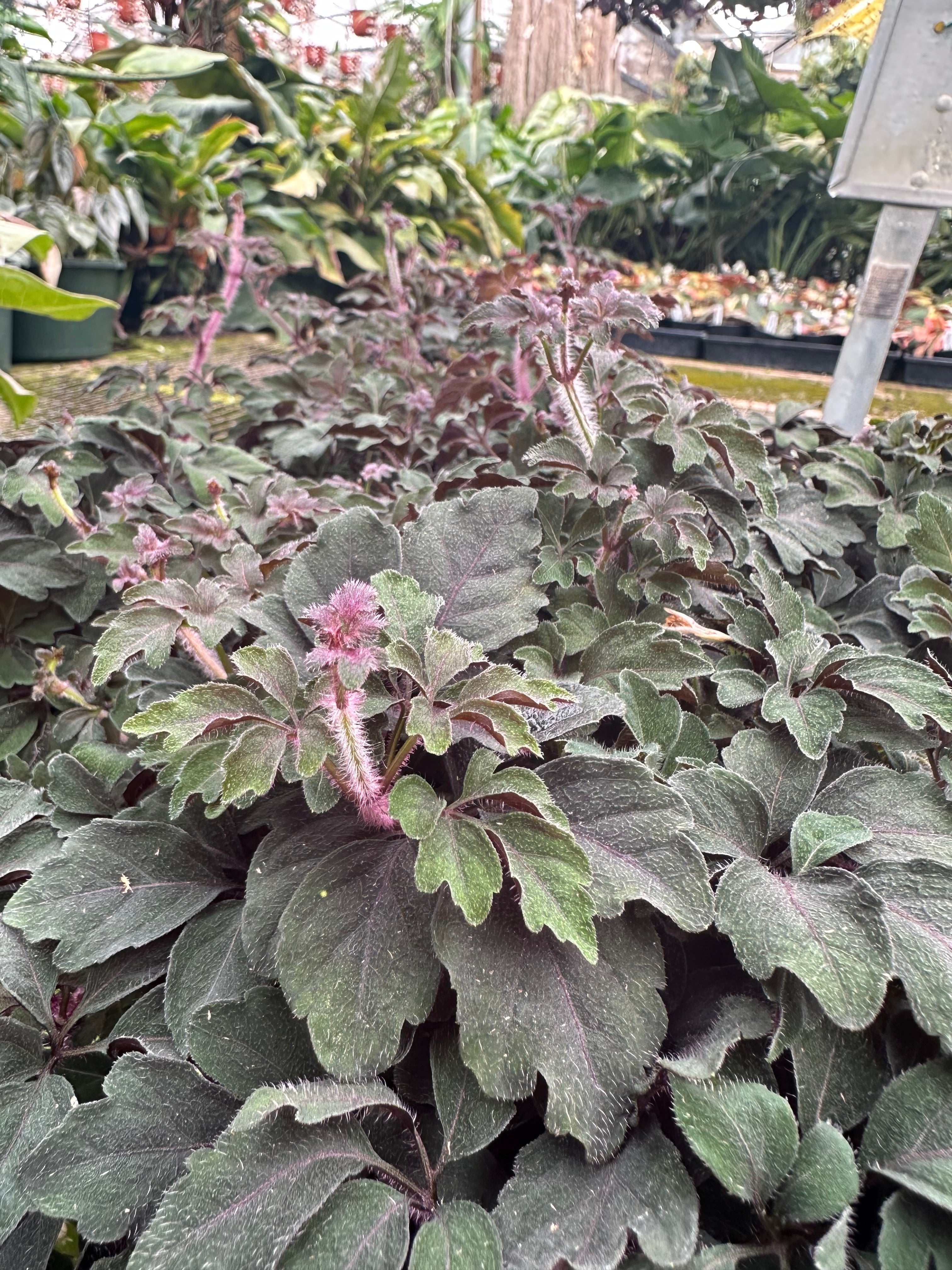 vining plants for hanging baskets Mikania ternata (Plushvine)