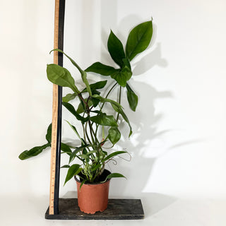 Philodendron sp. 69686 (Non-TC) [#2039]