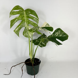 Monstera deliciosa var. borsigiana albo-variegata [#2092]