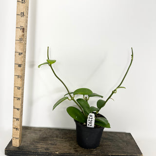 Hoya liangii [#2292]